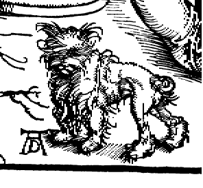Albrecht Durer Poodle